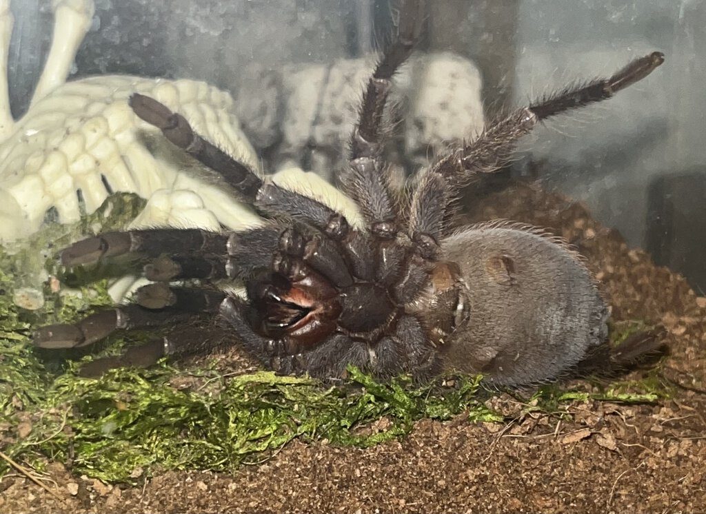 P. auratus, M or F?