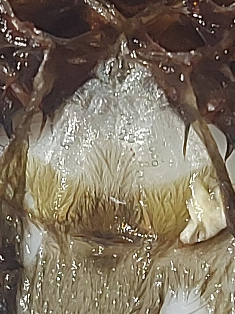 P. Auratus