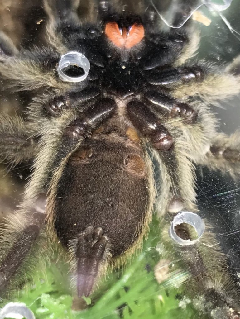 P. cambridgei 2.5”