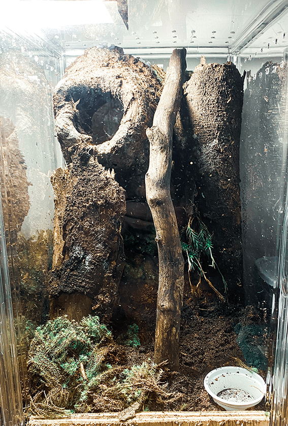 P. cambridgei - Female enclosure