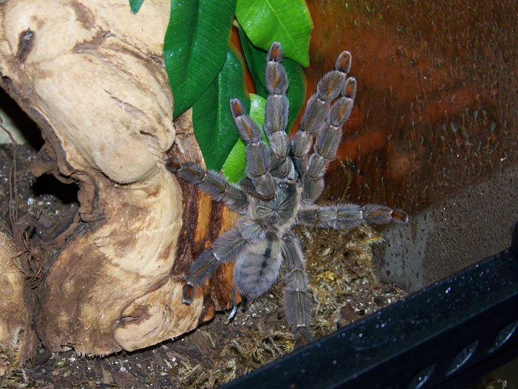 P. cambridgei Female