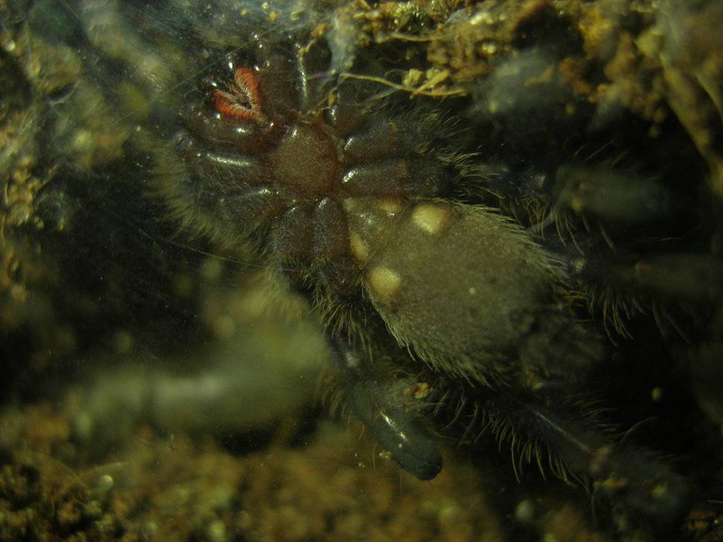 P. cambridgei help.