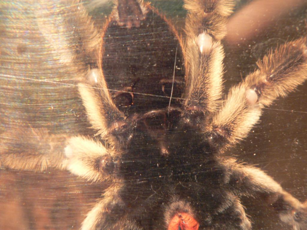 P.cambridgei Male Or Female