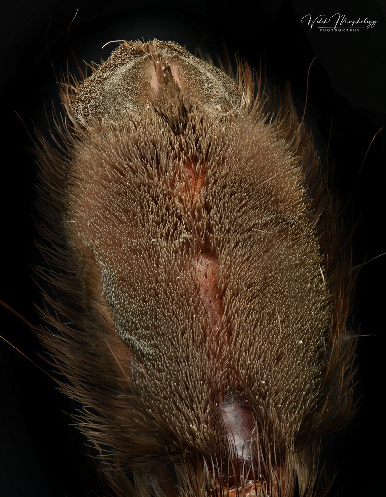 P.cambridgei toe from above