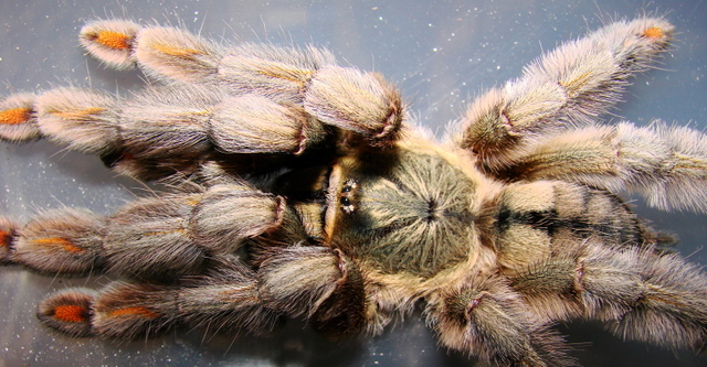 P. cambridgei