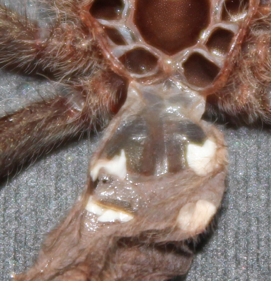 P.cambridgei