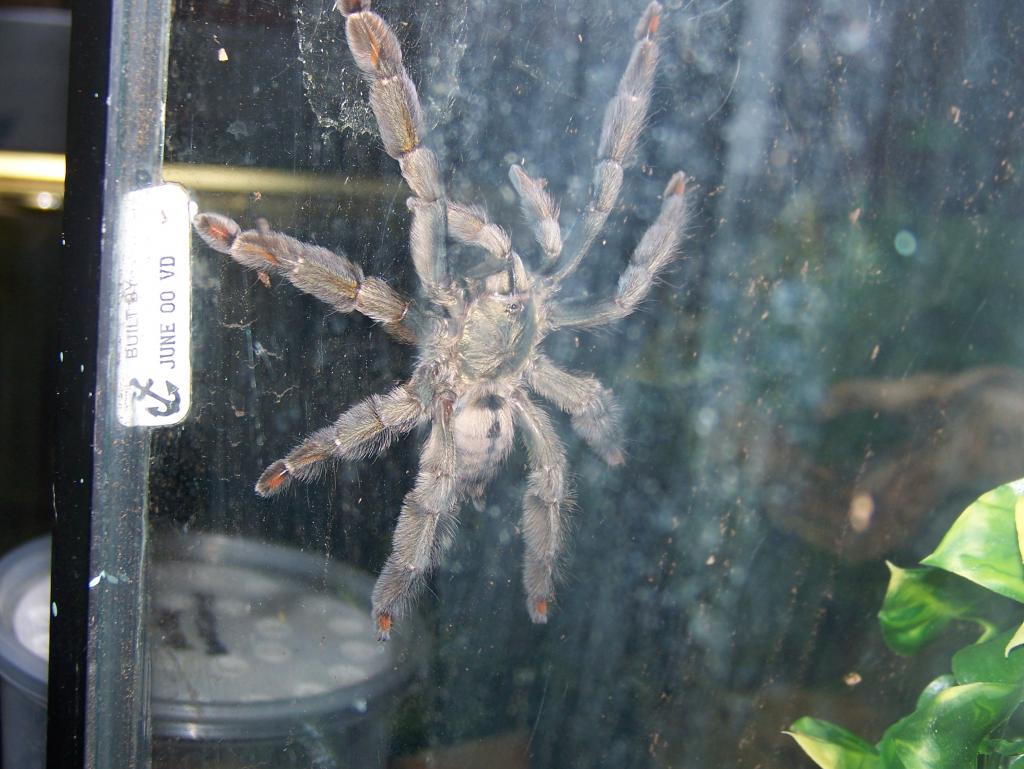 P. cambridgei