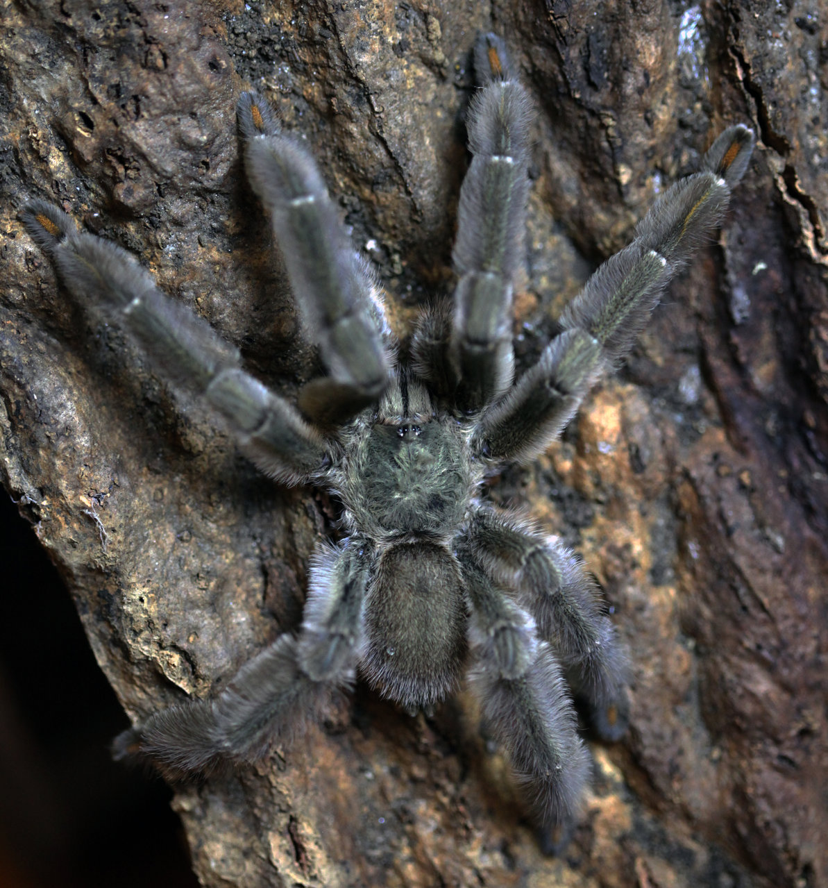 P. cambridgei