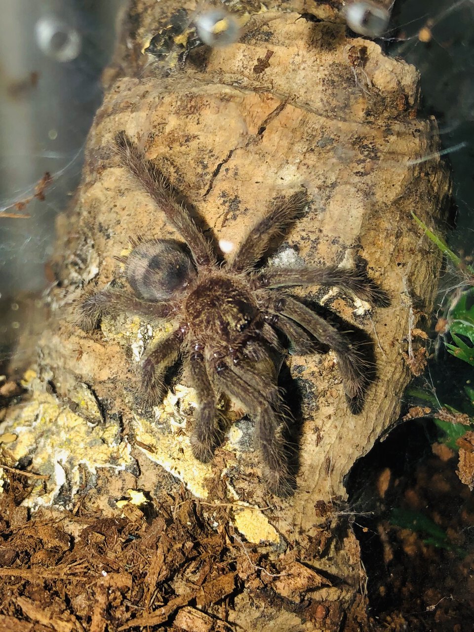 P. cambridgei