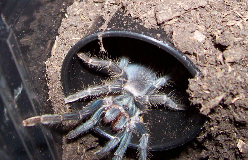 P. cancerides, 1"