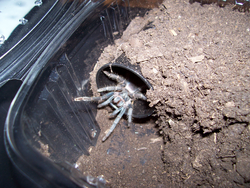 P. cancerides, 1"