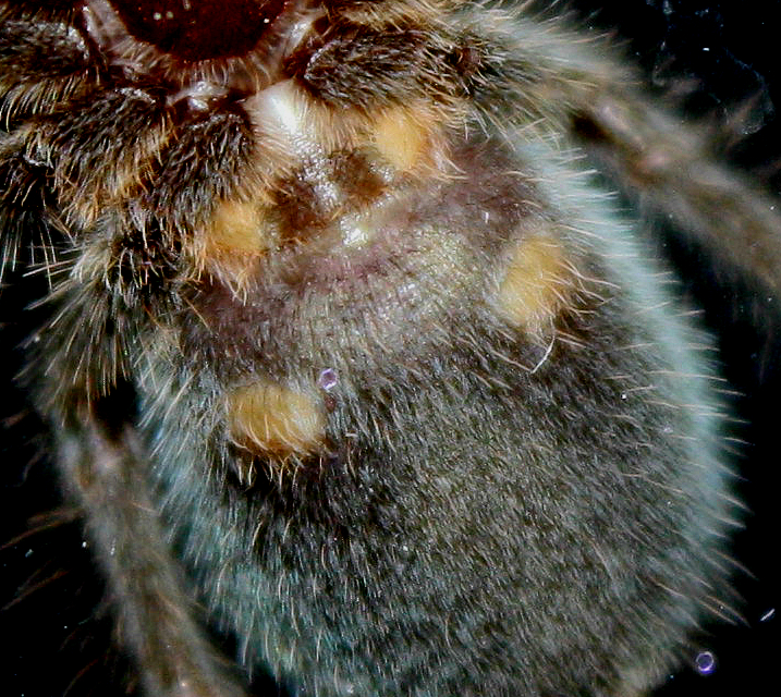 P. cancerides (1")