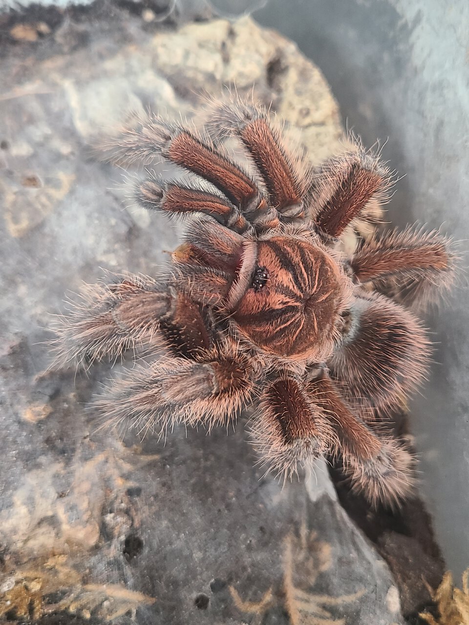 P. Cancerides eating