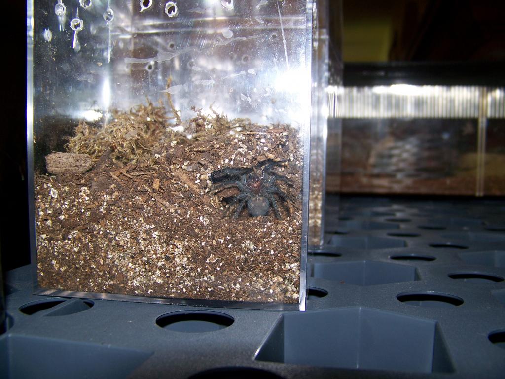 P. cancerides sling in burrow