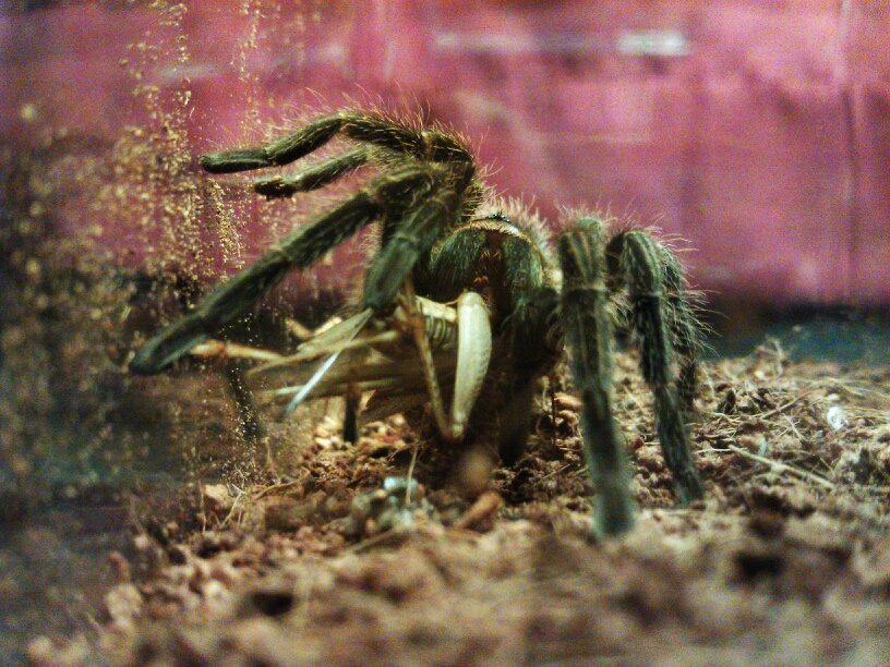 P. Cancerides sling