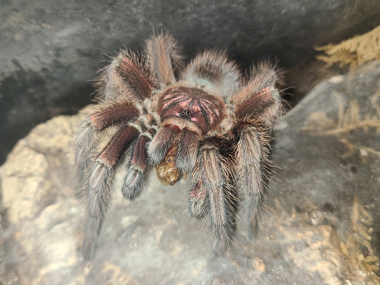 P. Cancerides subadult male