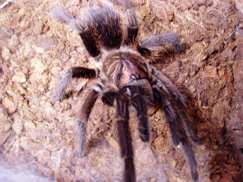 P. Cancerides