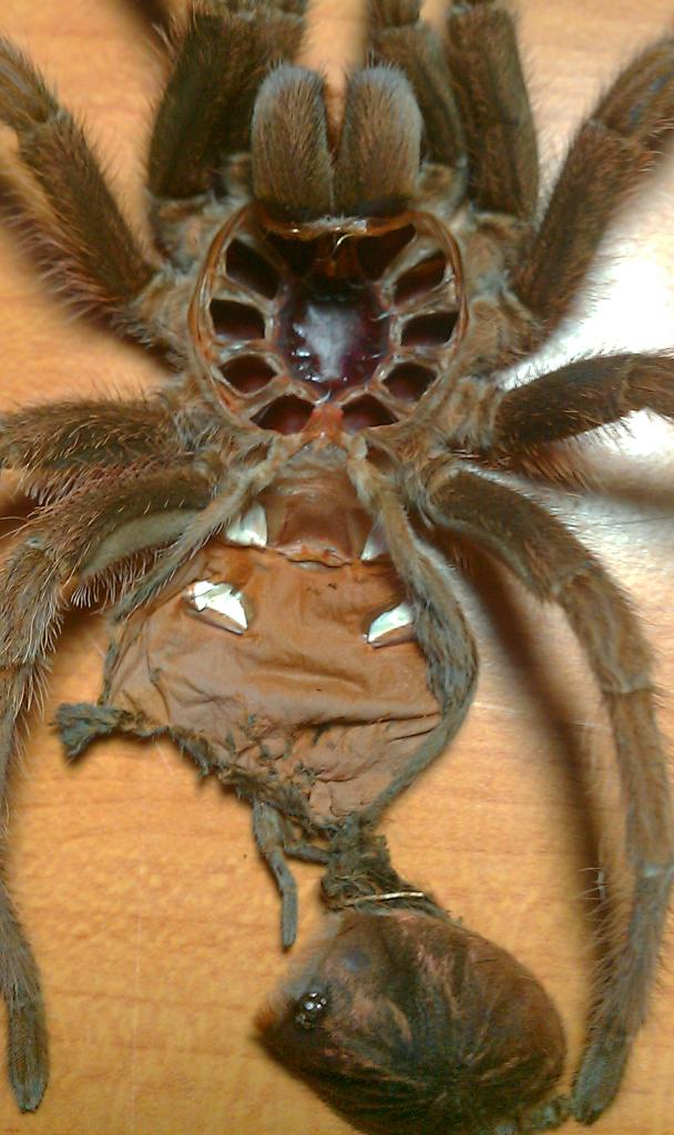 p. cancerides