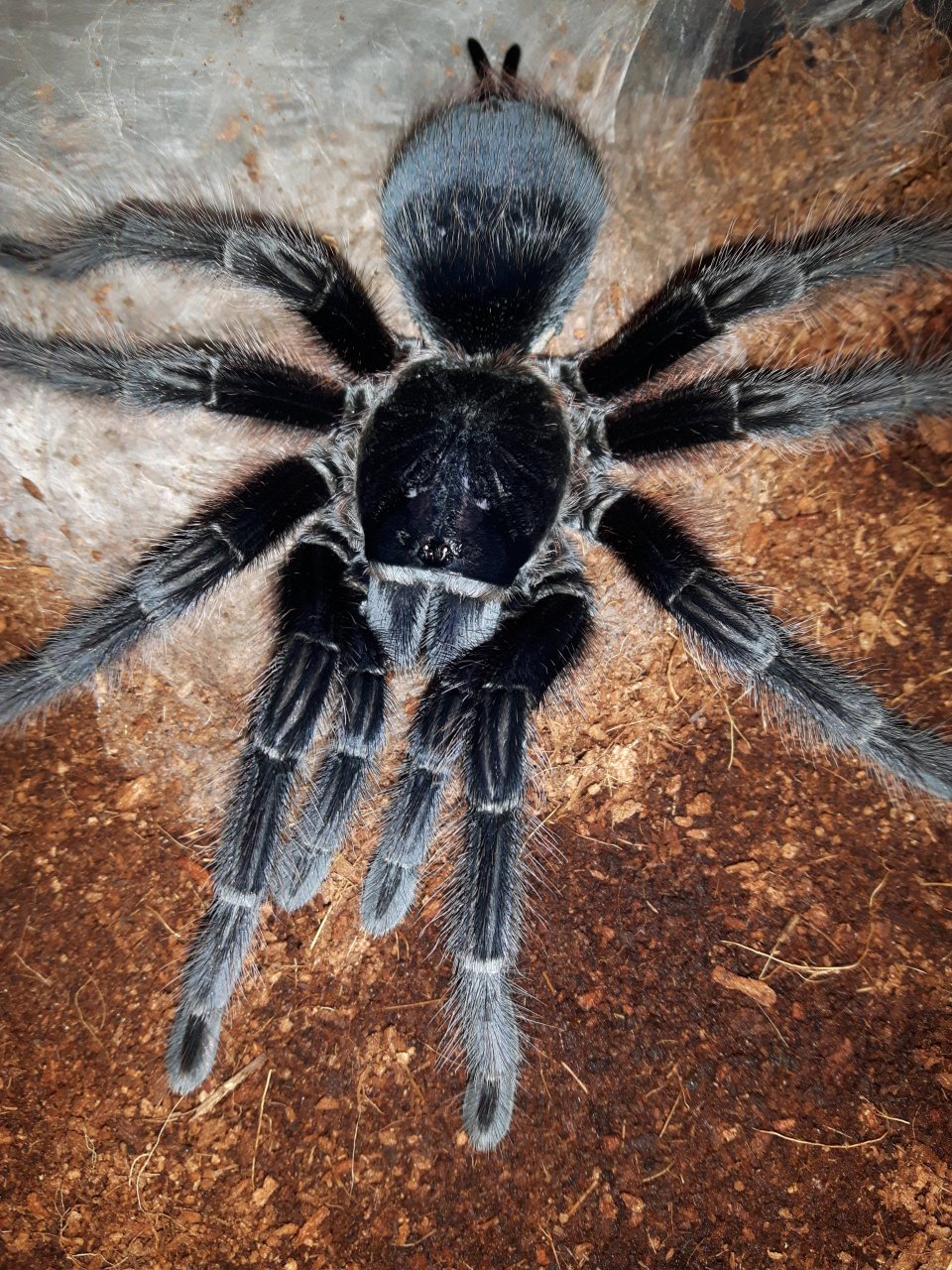 P.cancerides