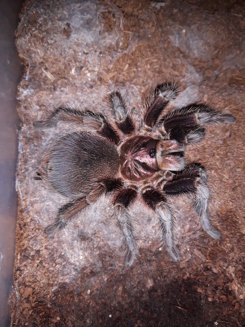 P.cancerides