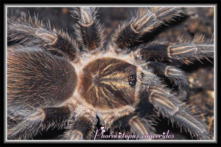 P cancerides