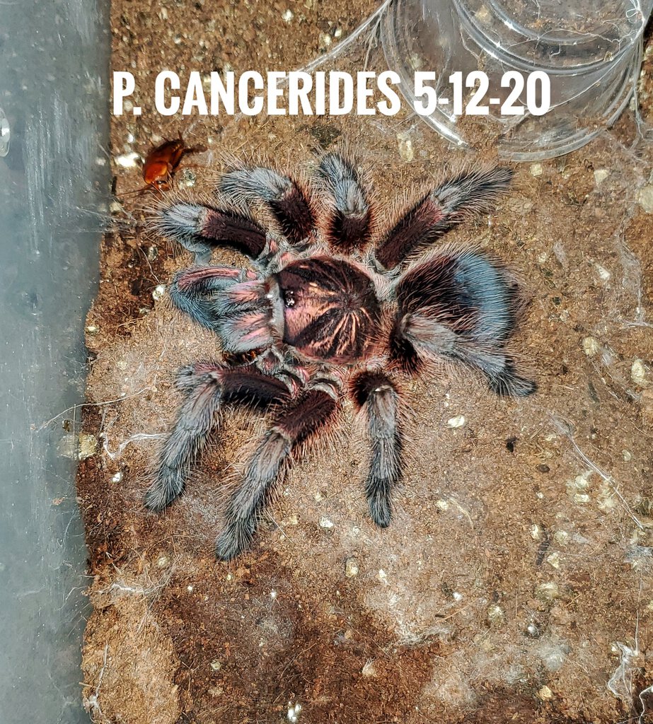 P. CANCERIDES