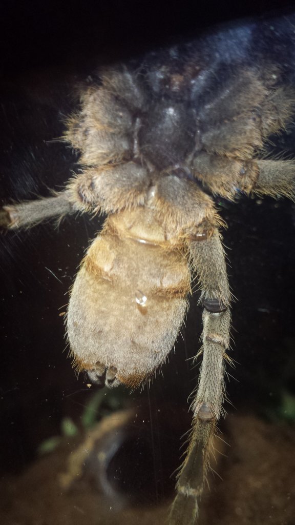 P.chordatus male or female?