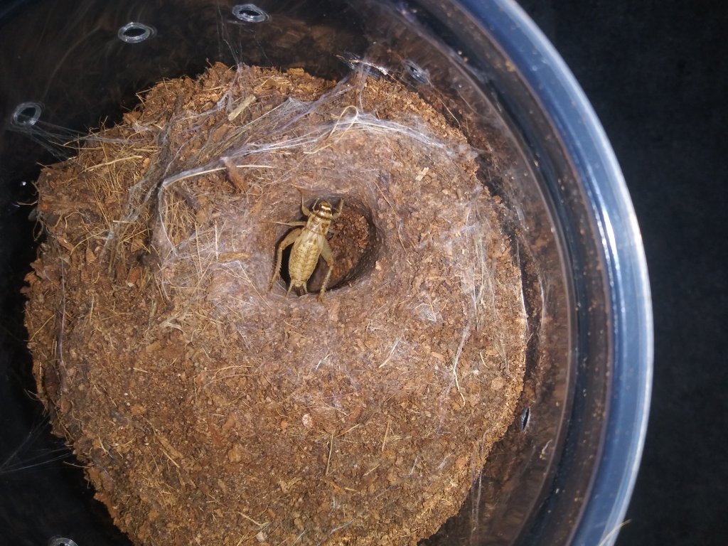 P.chordatus the before.