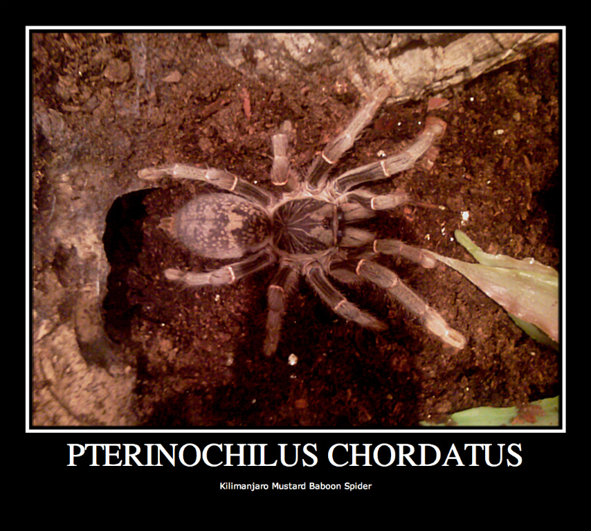 P.chordatus