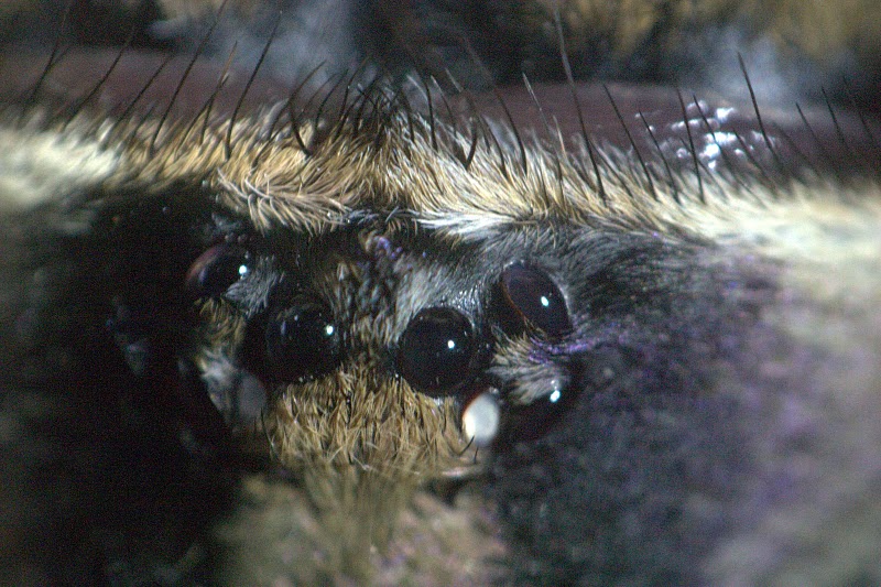 P. Faciata Eyes, Supermacro