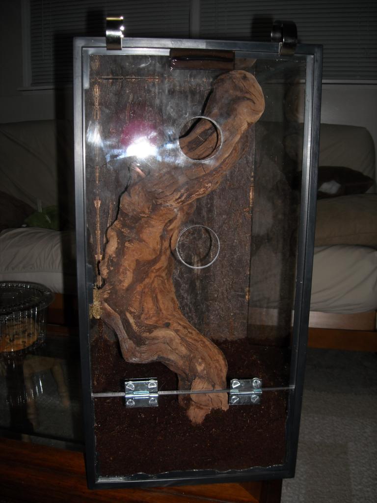 P. Fasciata Enclosure