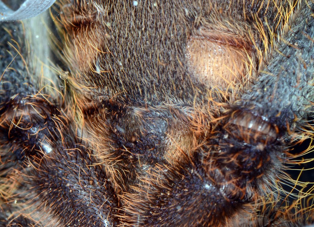 P. fasiata