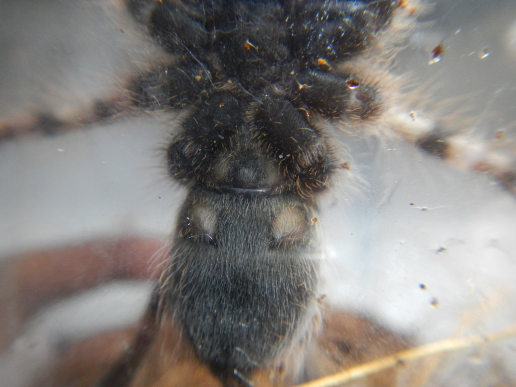 P. Formosa: Male or Female?