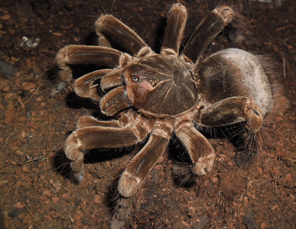 P.fortis adult female