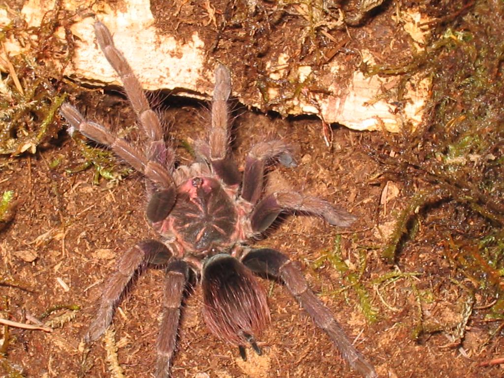 P.fortis female "Audrey Rose"