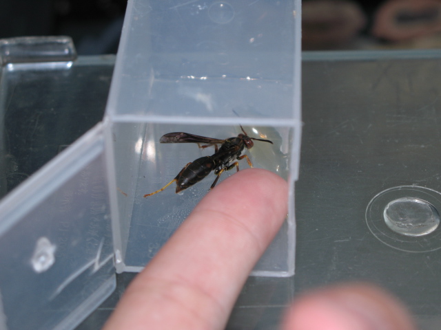 P. fuscatus queen