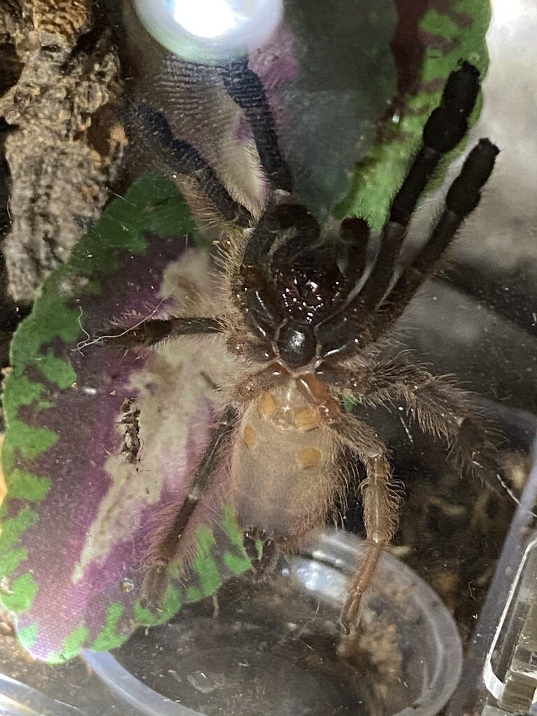 P. Gigas Juvenile Ventral...Male or Female?