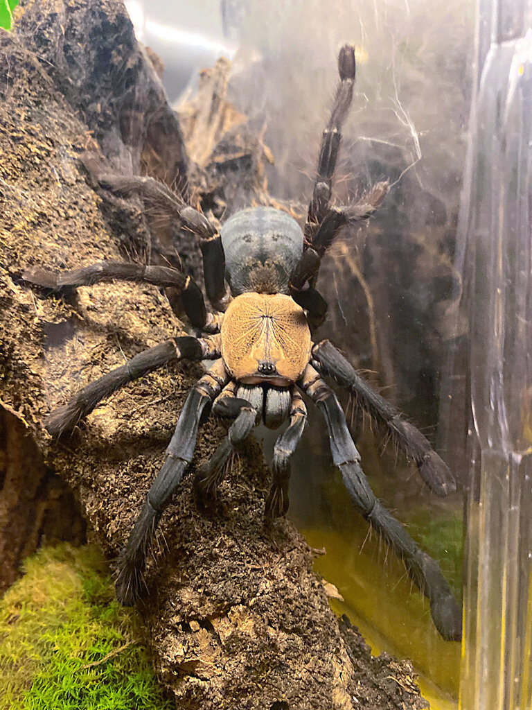 P. hatihati female