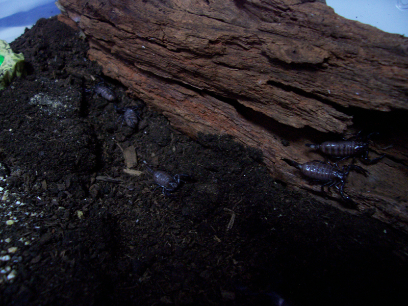 P. imperator, scorplings, 2nd instar