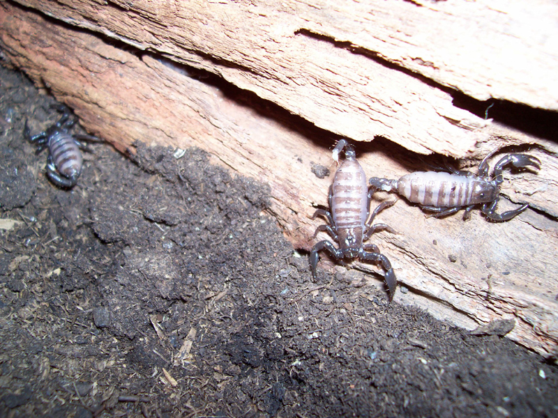 P. imperator, scorplings, 2nd instar
