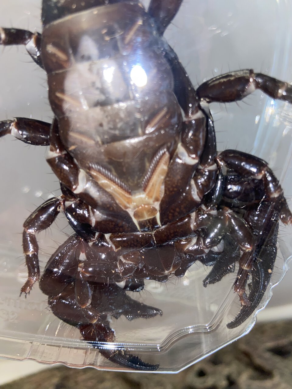 P. imperator sex?