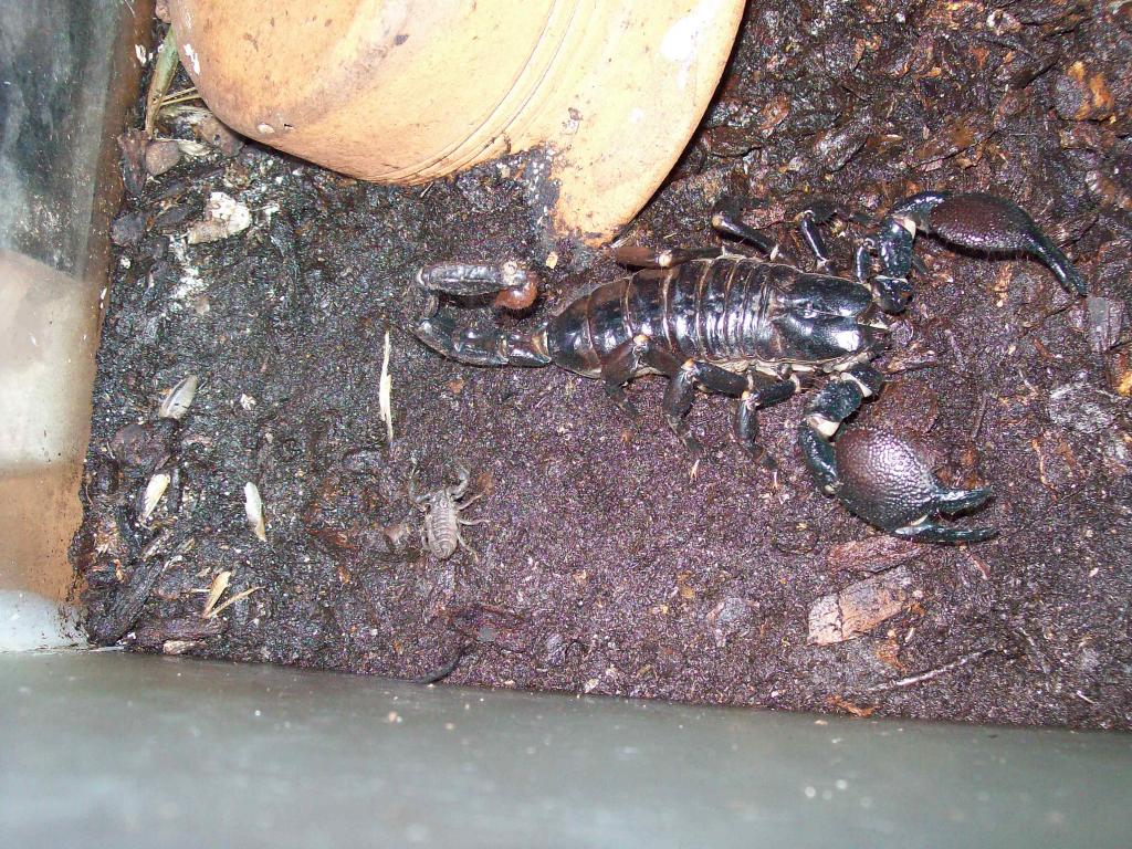 P. imperator with 3rd instar