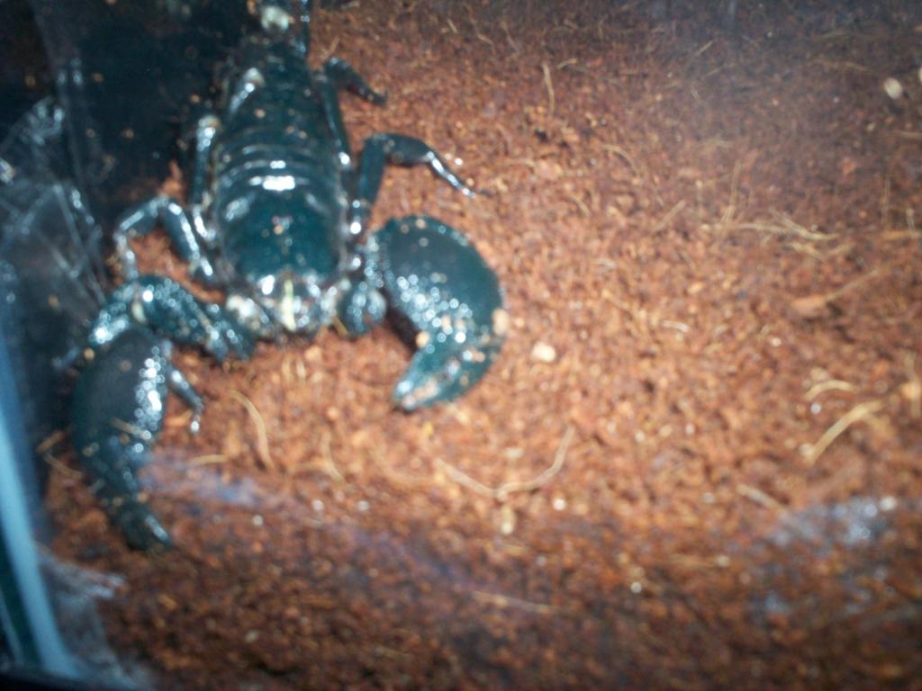 P. Imperator