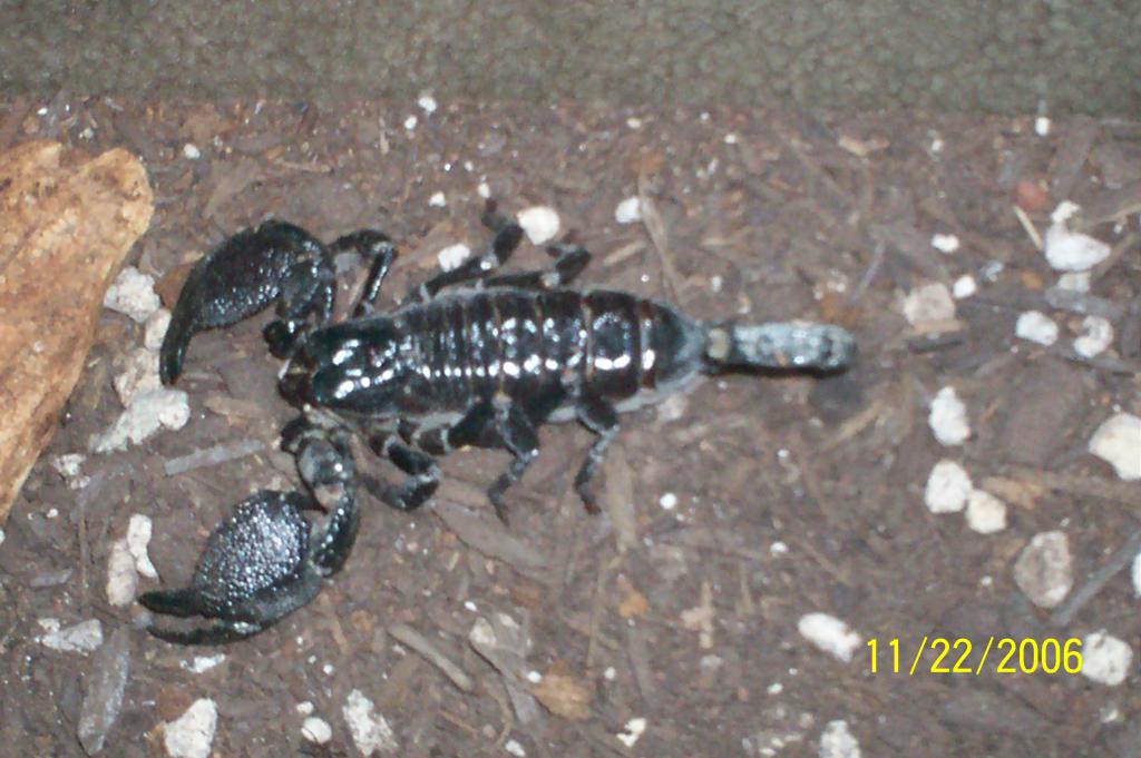 p. Imperator