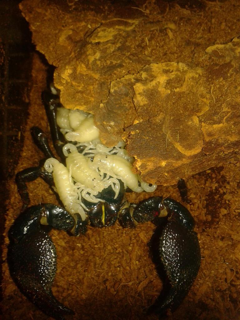 P. imperator