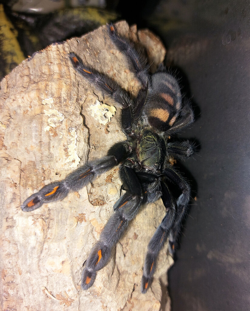 P. irminia 05a.jpg