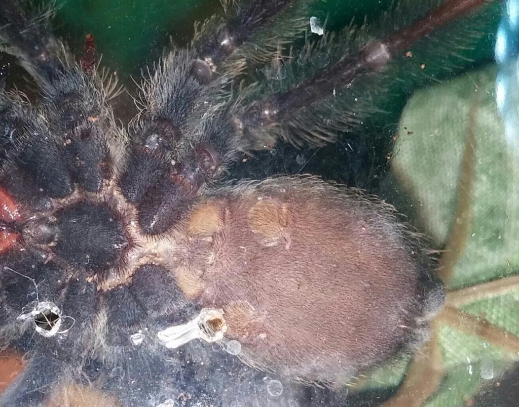 p. irminia #1 last suspected fm