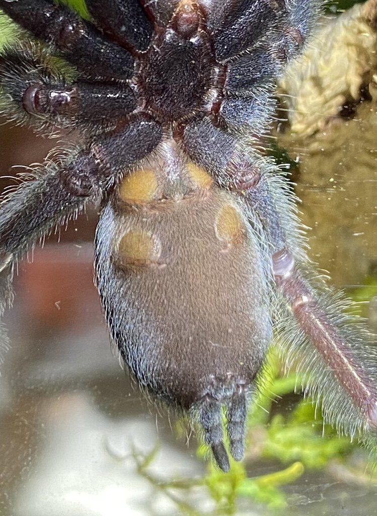 P. irminia 2/2 - Male, right?