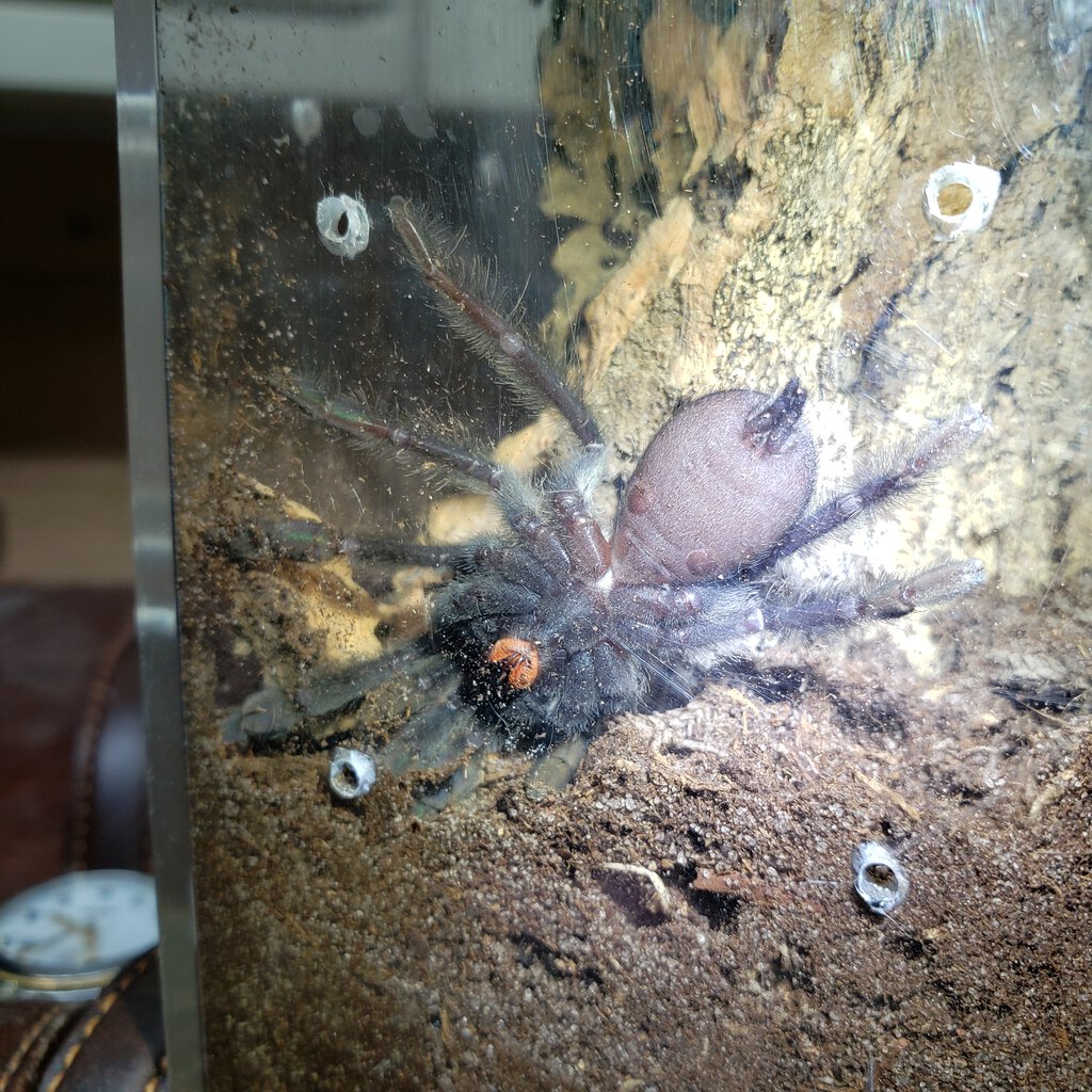 P irminia (2 in).jpg