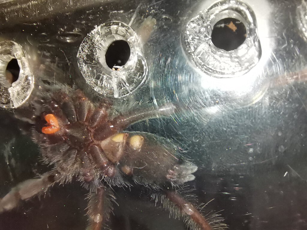 P. Irminia 2+ inch